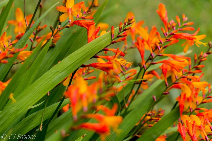 Orange Crocosmia