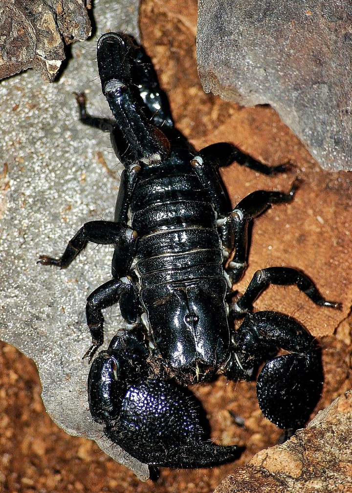 A Black Emperor Scorpion