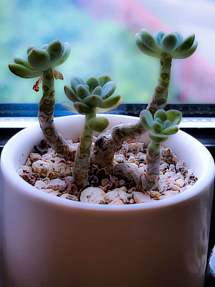 다육식물