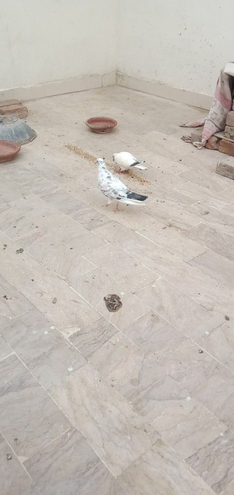 обои Floor, Flooring