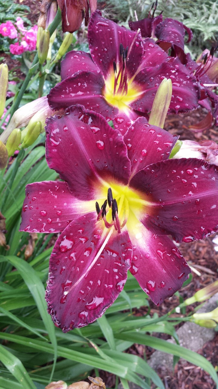 flowers