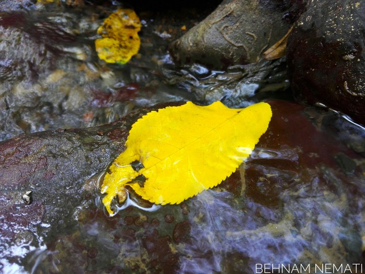 Yellow Leave