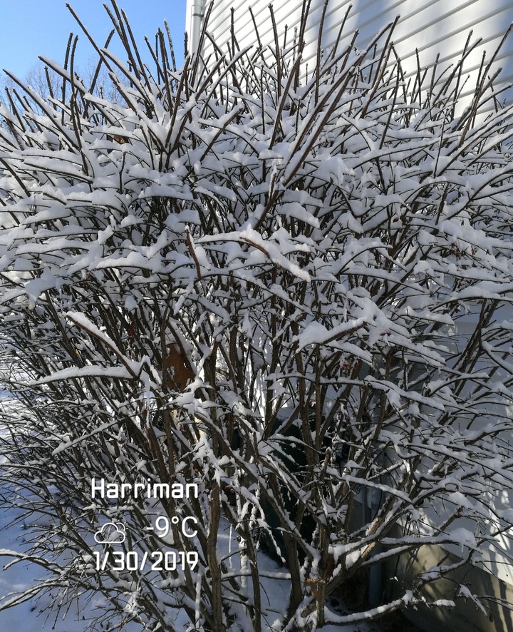snowing