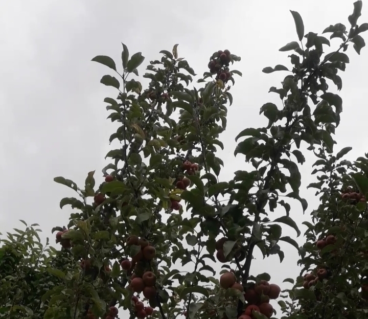 Red Apples