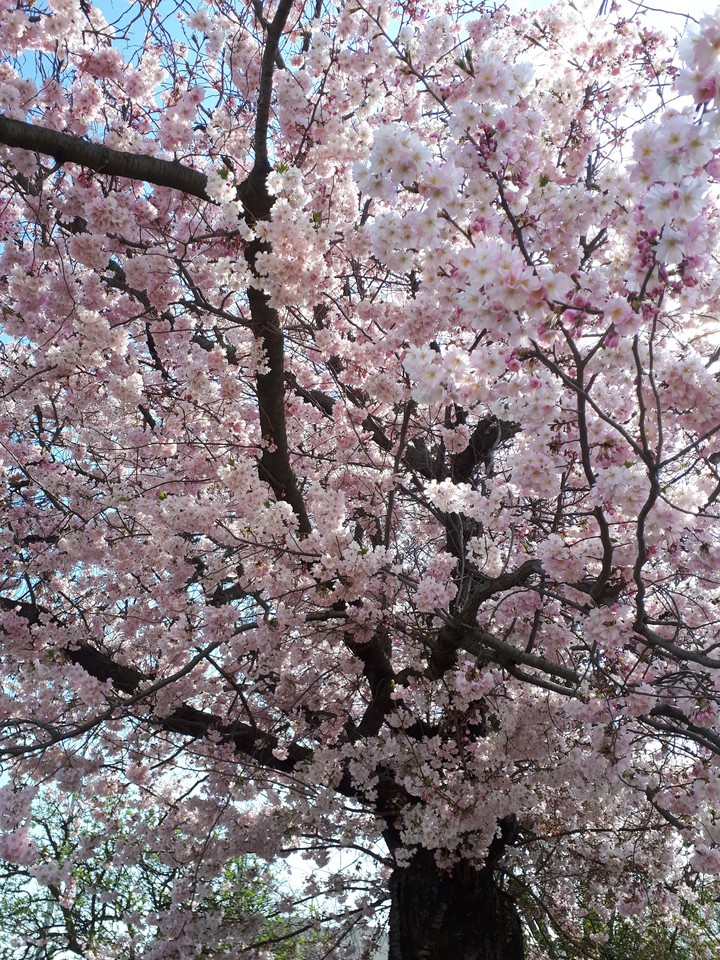 nature always reborn