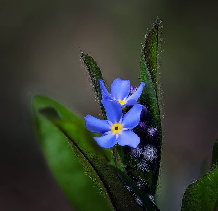 ♡ Forgetmenots ♡