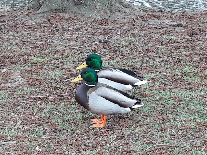 ducks