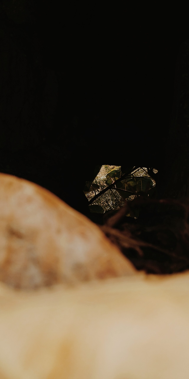plant