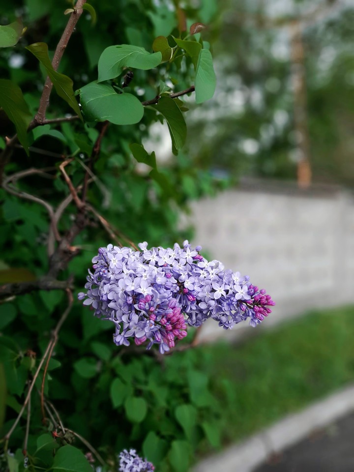 Bunche of lilac