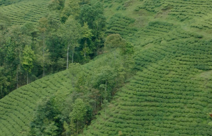 nature#teagardens#darjeeling#india