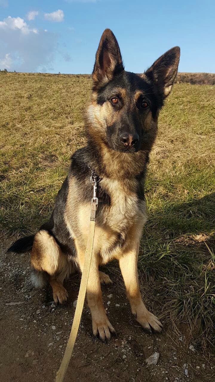 My dog