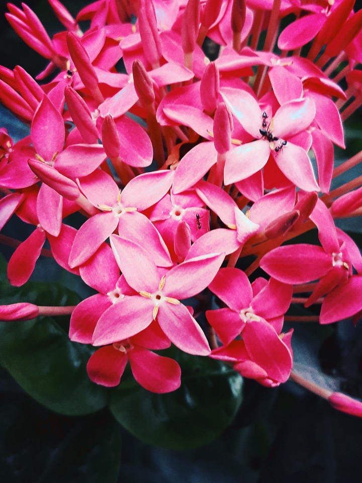 flower