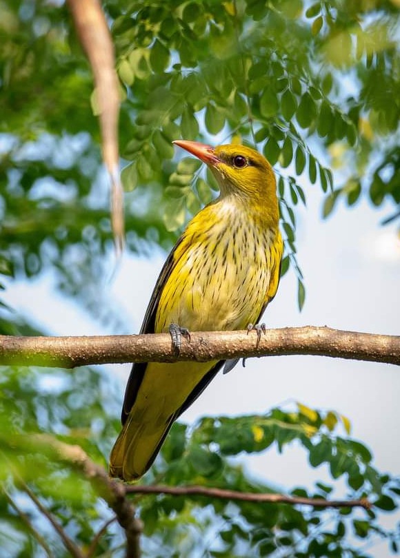 Birds