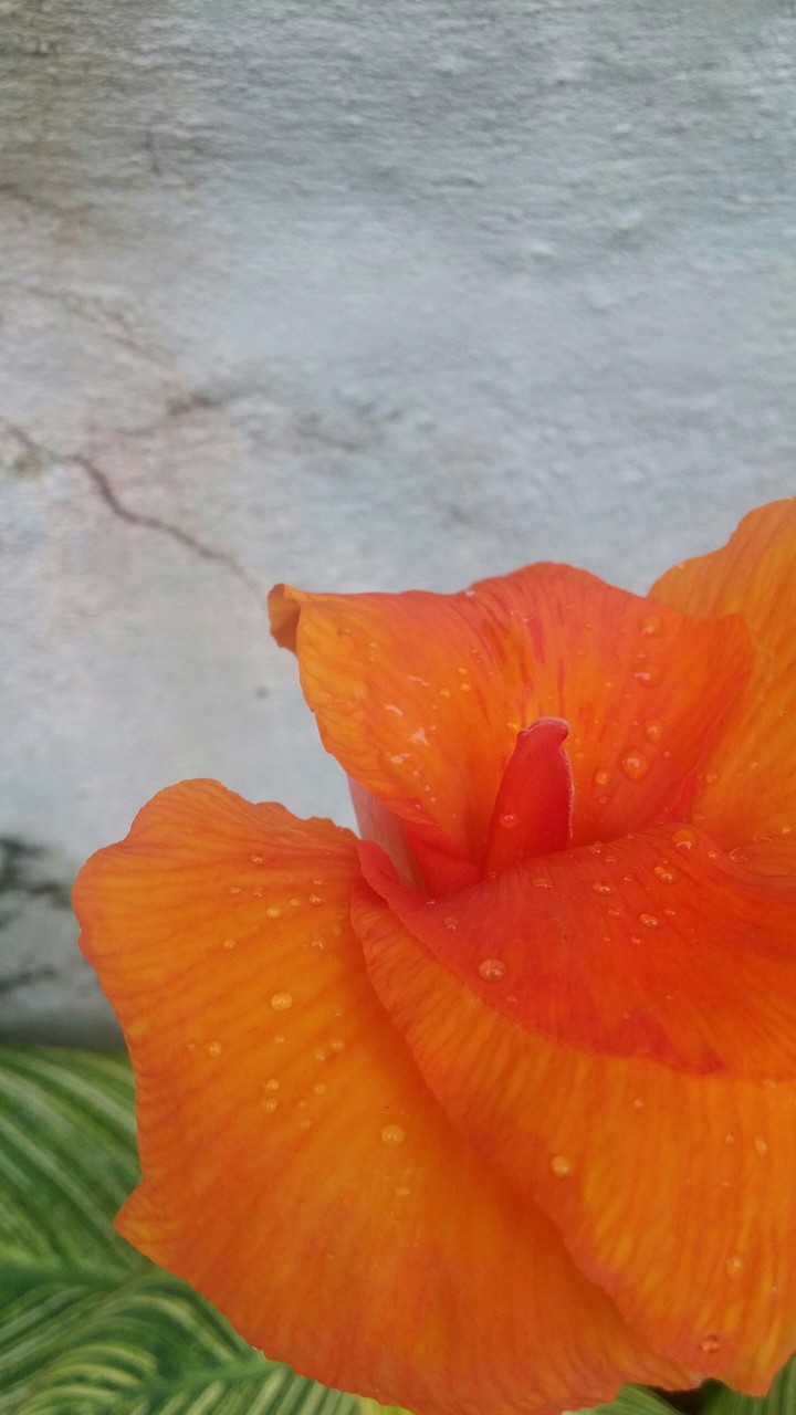 Orange beauty
