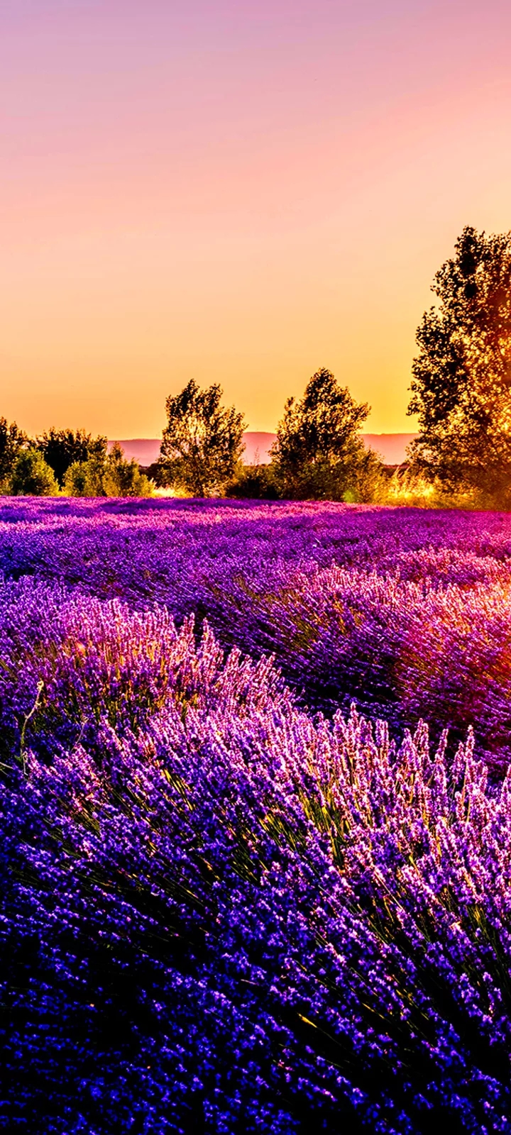 nature