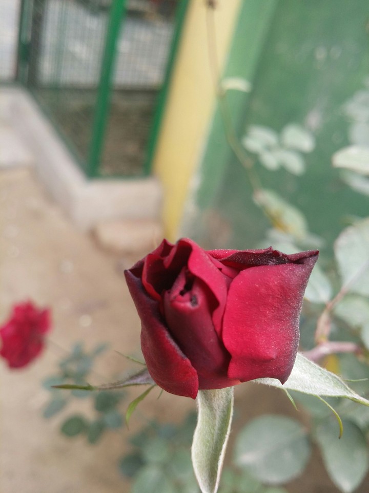 rose