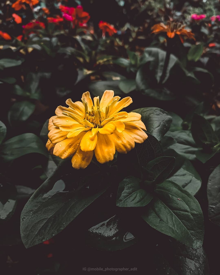 flower