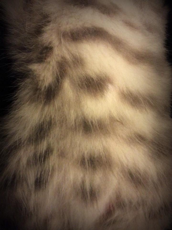 fur