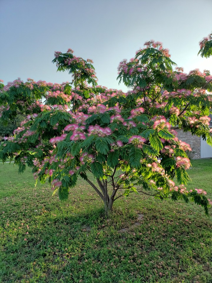 Mimosa