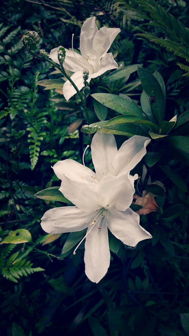 Flowers