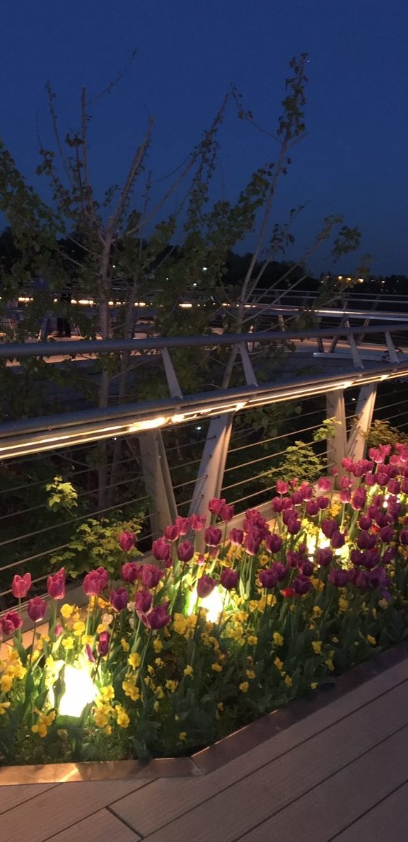 #beautiful#flower#tree#light