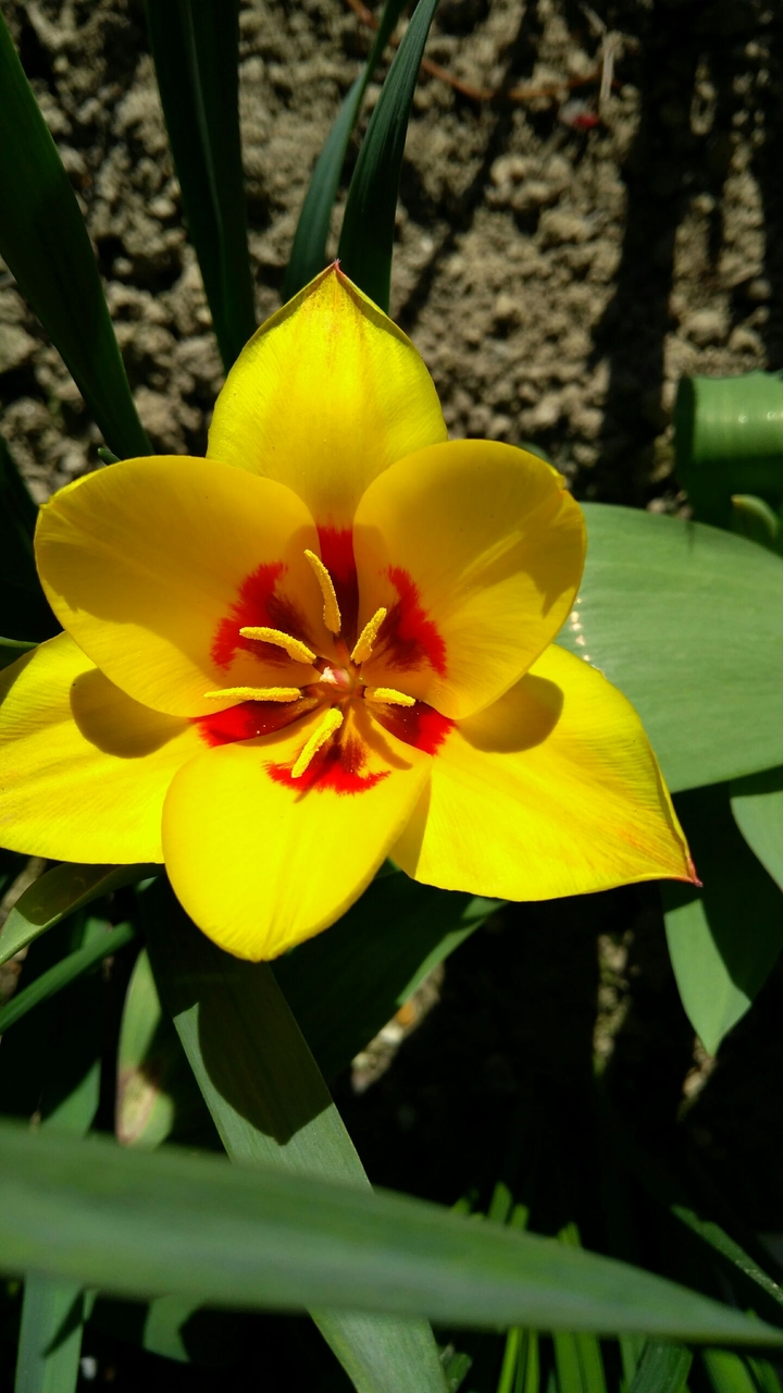 fiore narciso