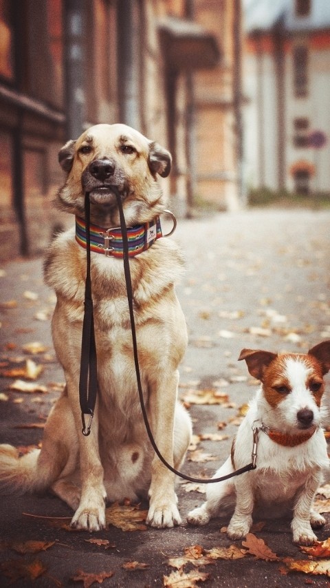 dog's