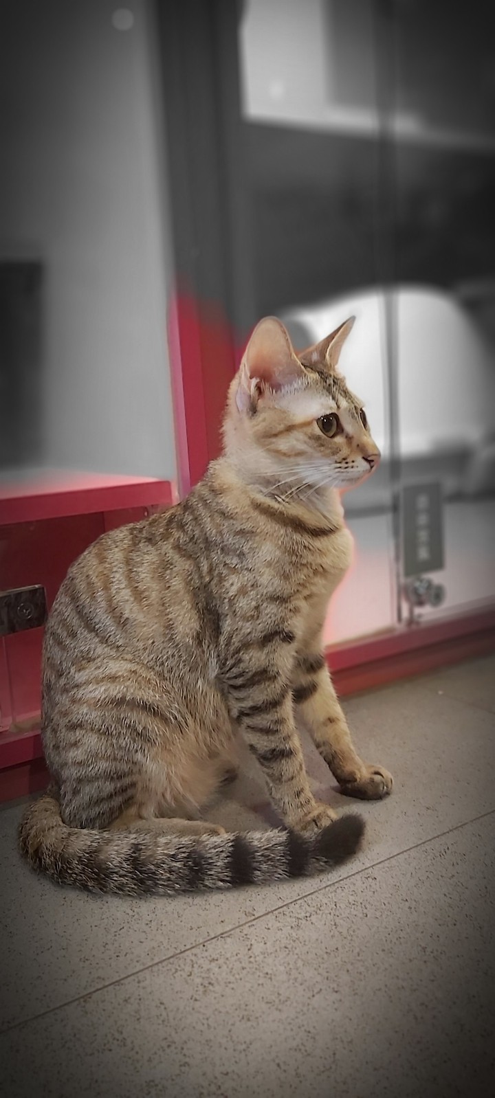 Cat