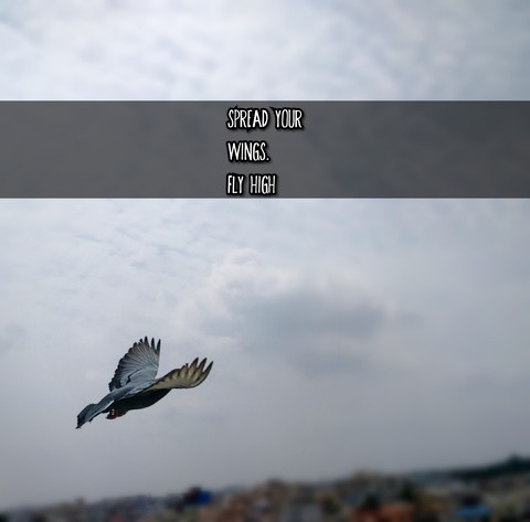 Spread your wings