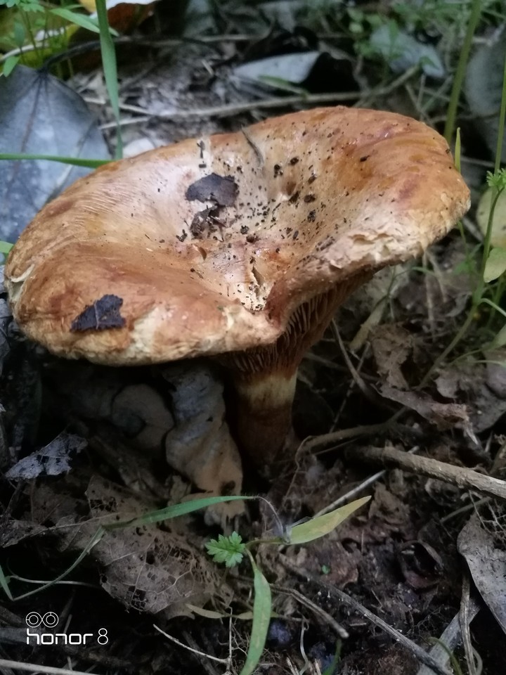 Walking on the forest