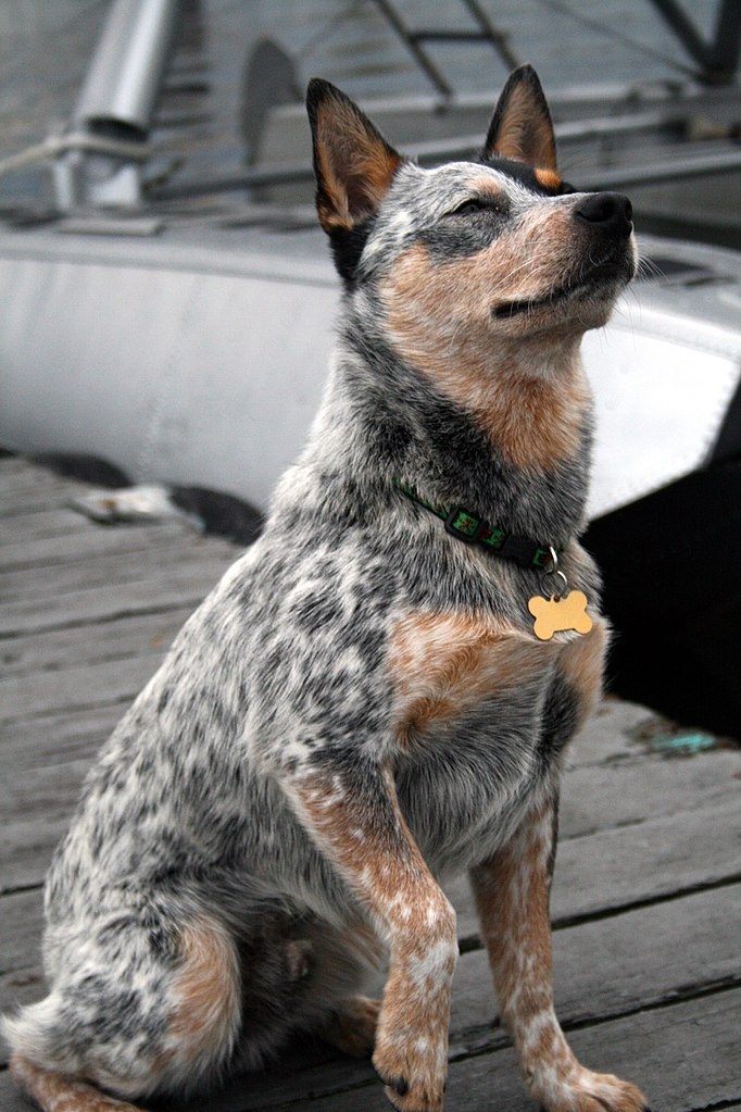 Dog