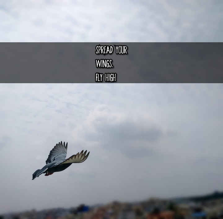 Spread your wings