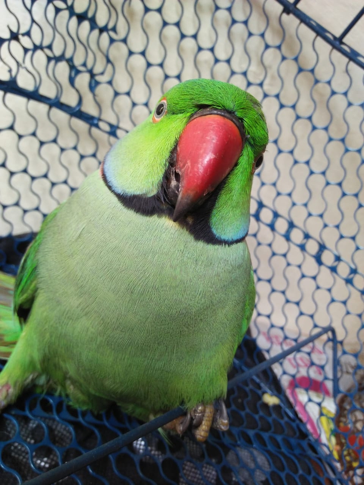parrot