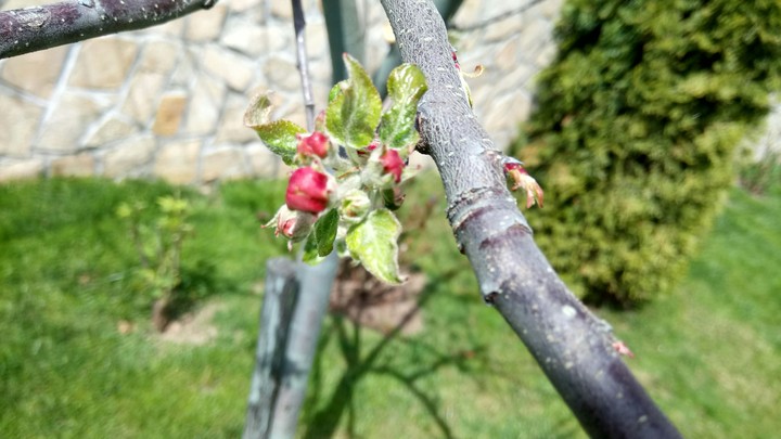 Apple spring flowers