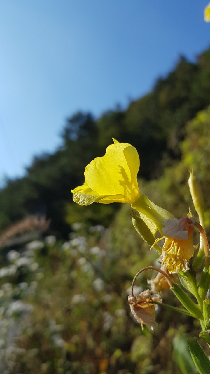 Evening primrose