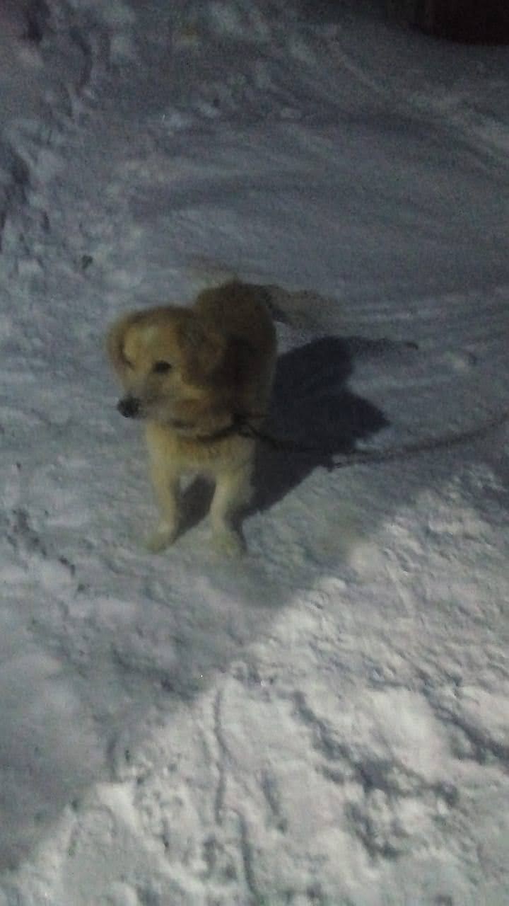Дружок
