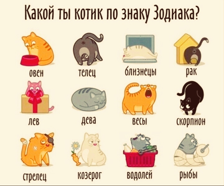 котики