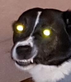 hund