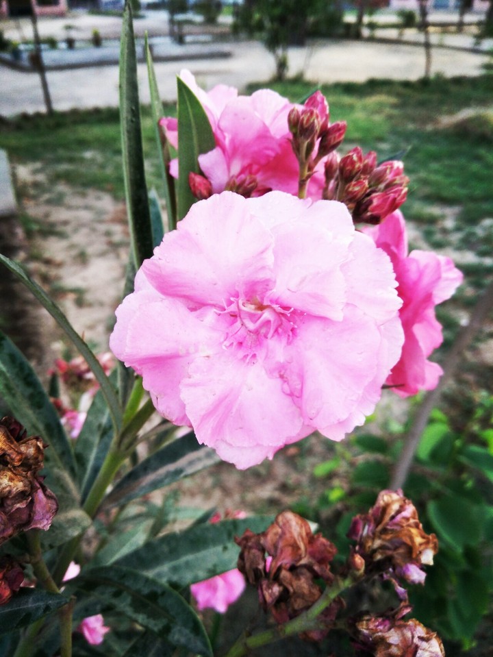 flower