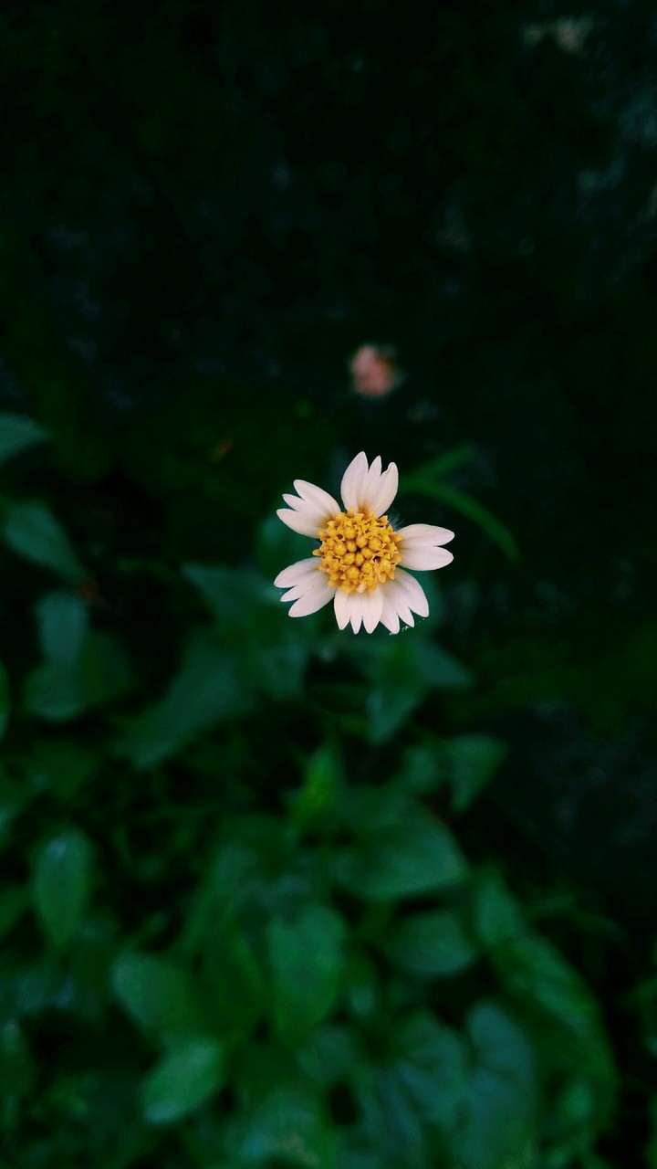 small Flower