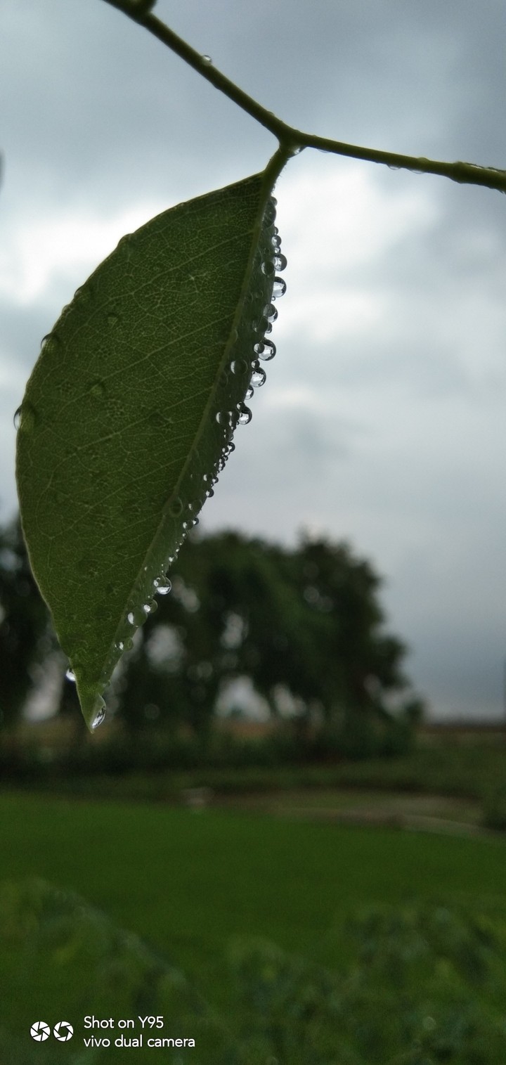 Rain