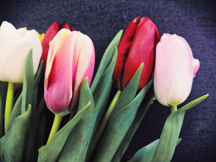 Spring tulips ?