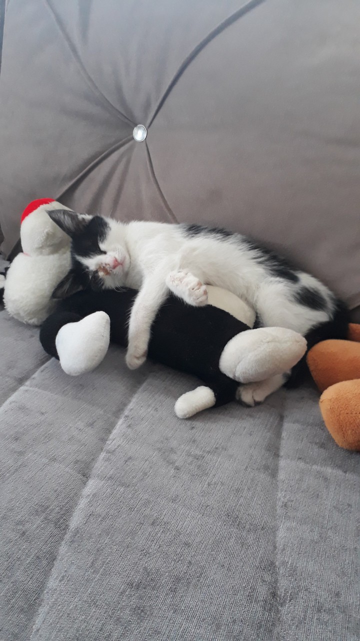 cat