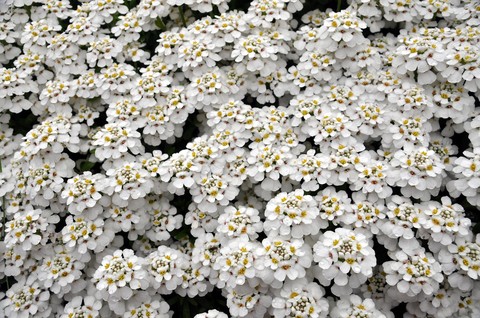 petal, Blossom Hintergrundbilder