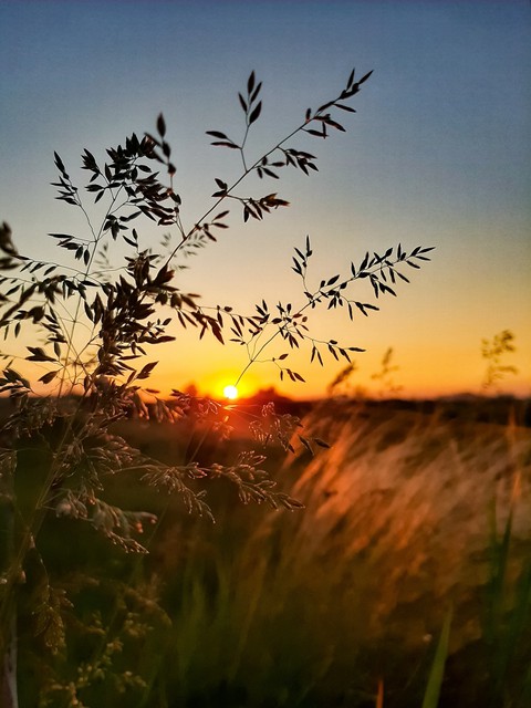 field