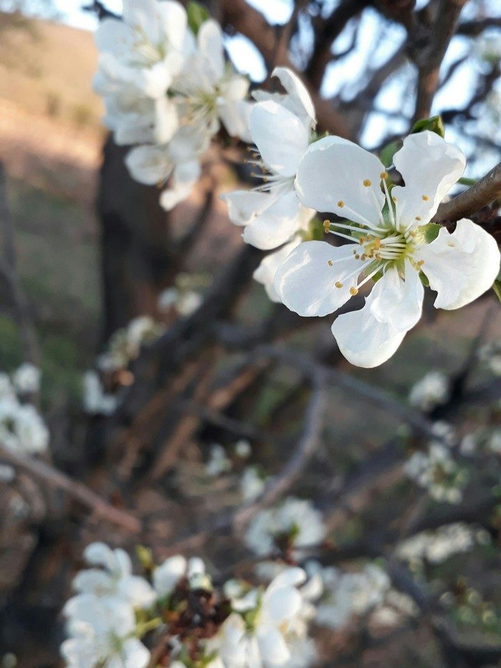 spring