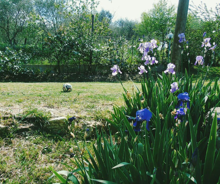 Flowers & football ⚽