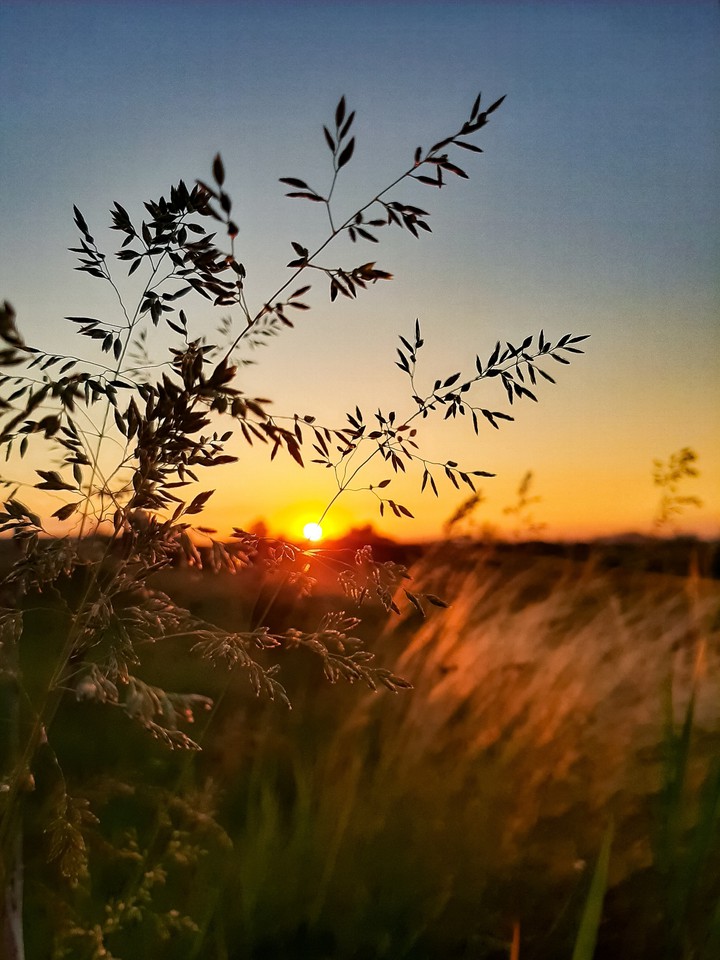 field