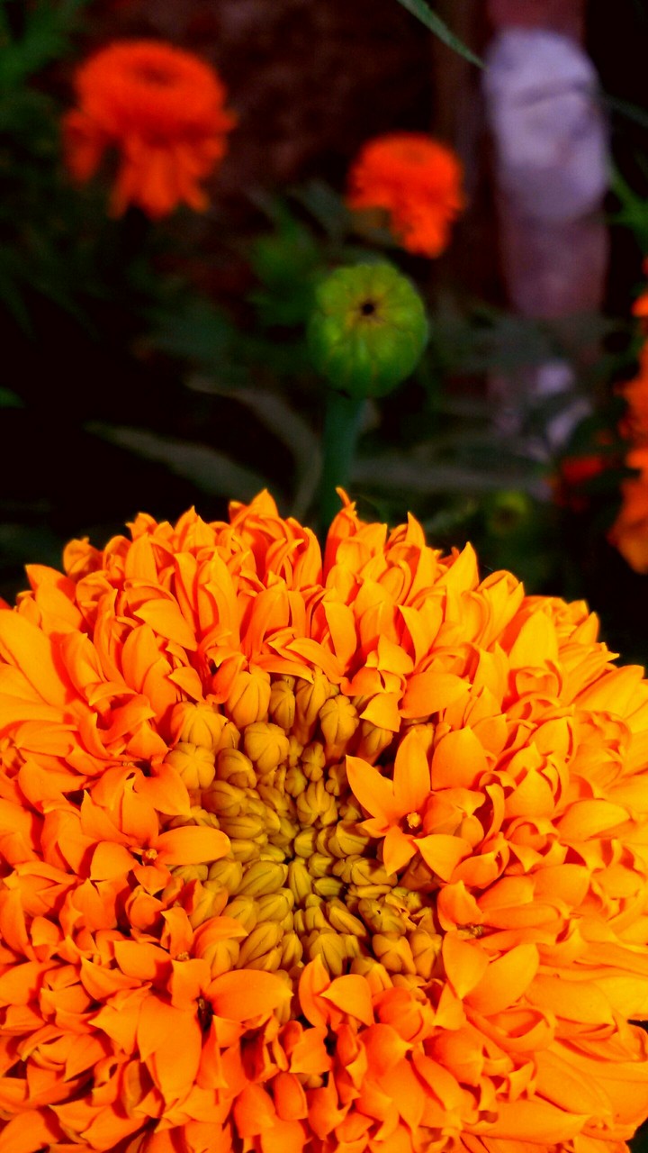 flower
