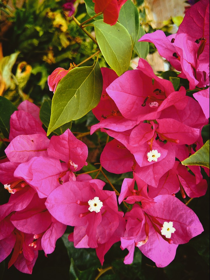 Backyard Treasure - bougainvillea